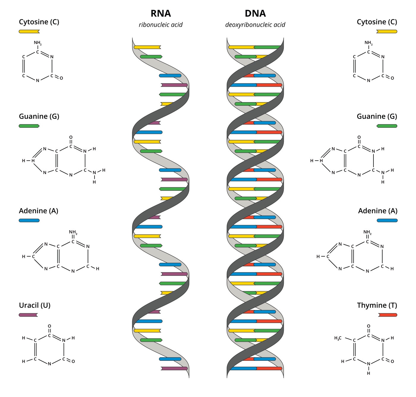 Illustration of RNA and DNA structural composition