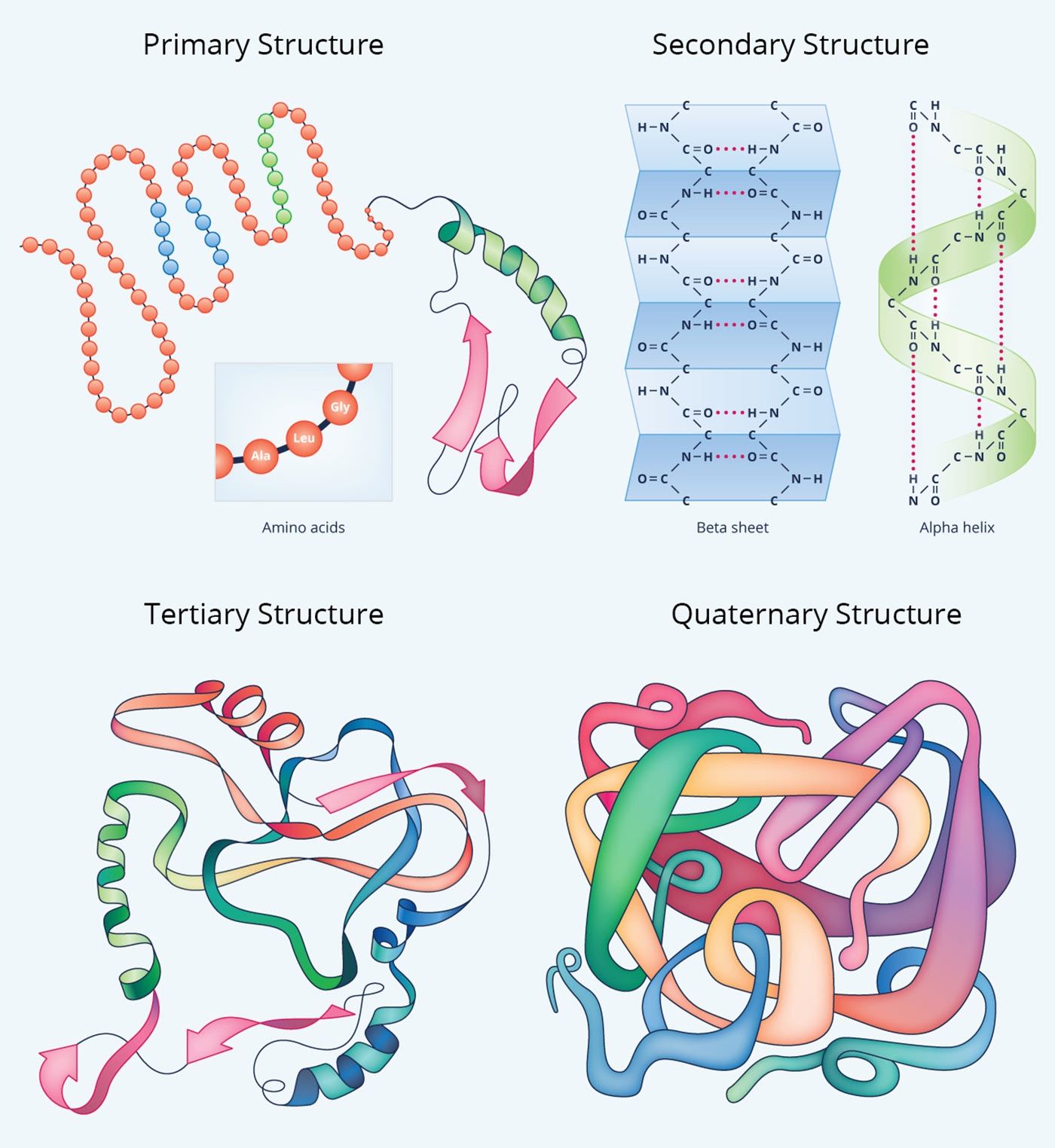 Illustration of the four levels of protein structure