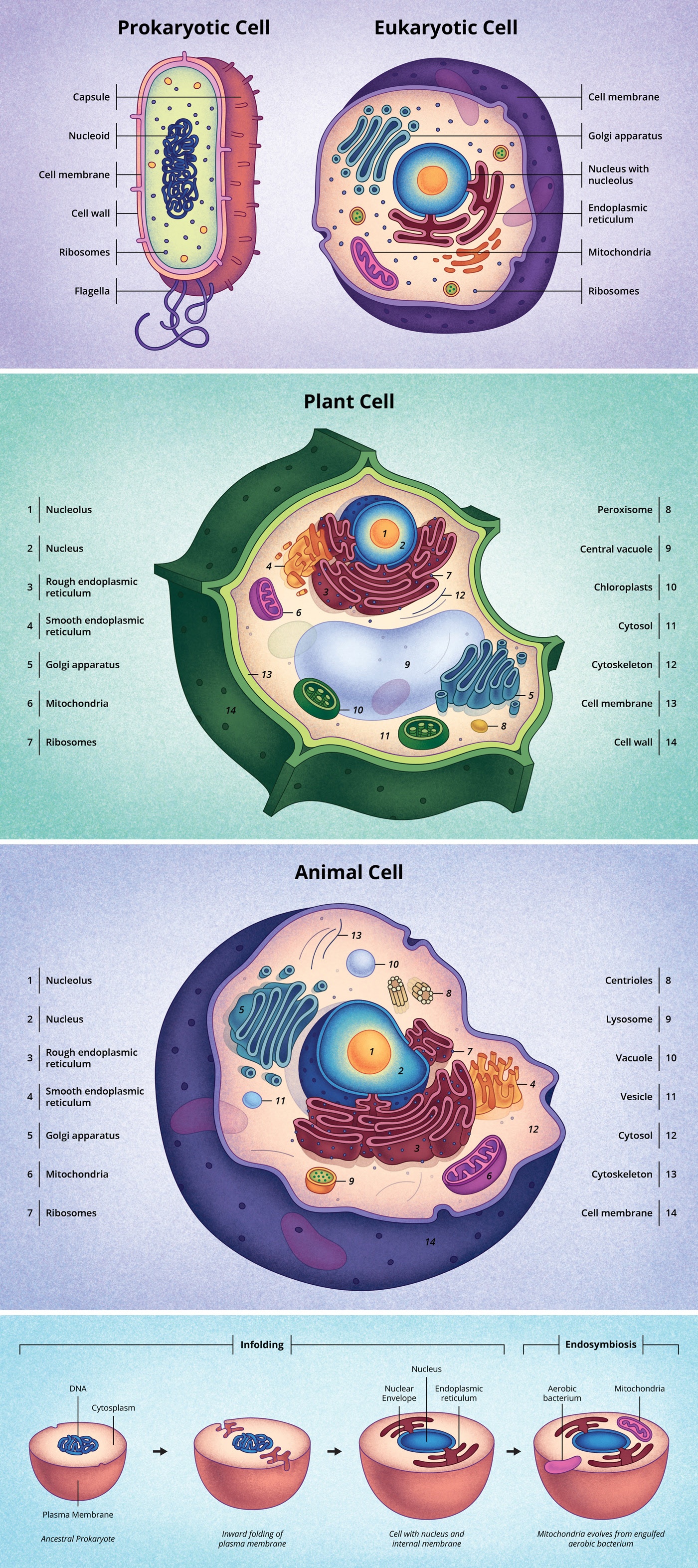Illustrations created for 'Discovery and Structure of Cells
